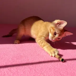 Frankie