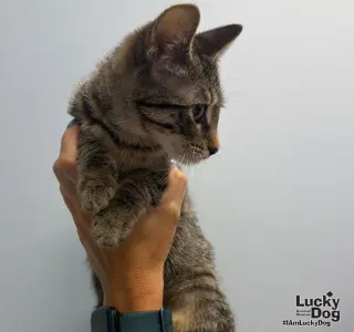 Littlefoot