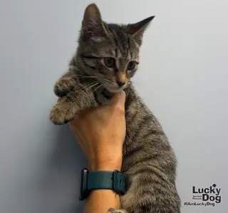 Littlefoot