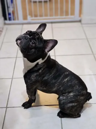 Petey French