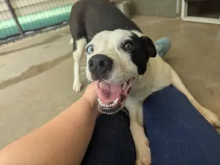 Oreo