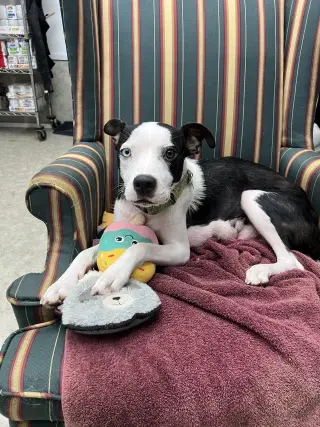 Oreo