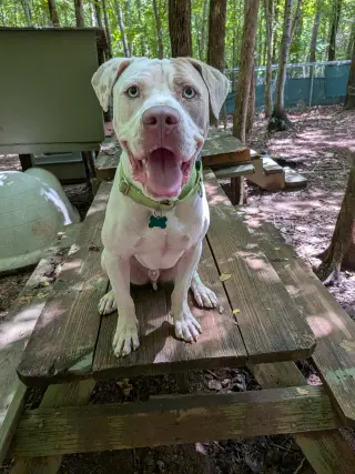 Apollo