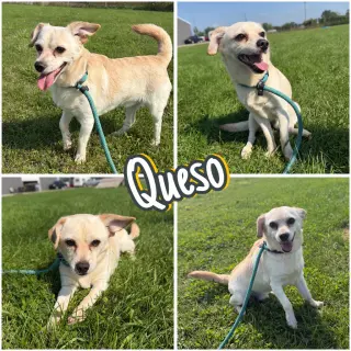 Queso