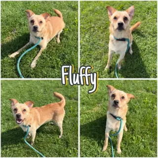 Fluffy