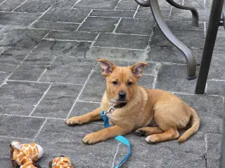 Peanut