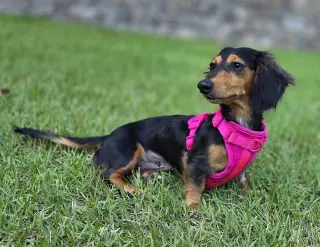 Jolene in NC
