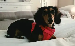 Jolene in NC