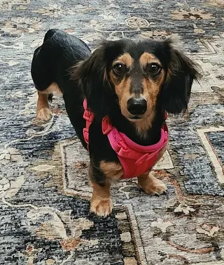 Jolene in NC
