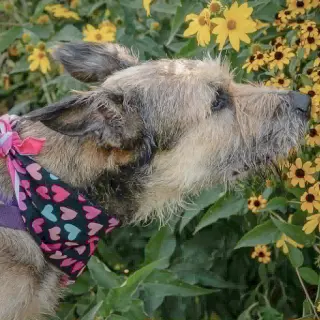 Lovely