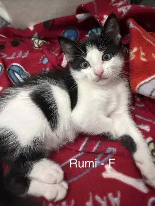 Rumi