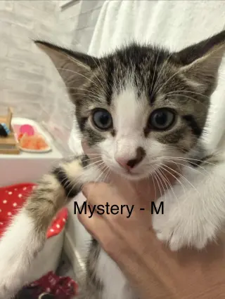 Mystery