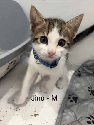 Jinu