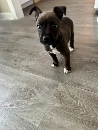 Sirius (Harry Potter litter)