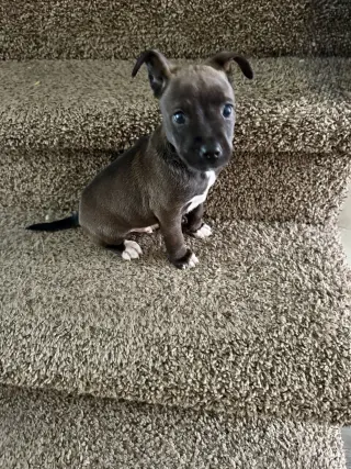 Sirius (Harry Potter litter)