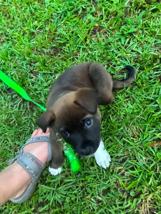 Snape (Harry Potter litter)