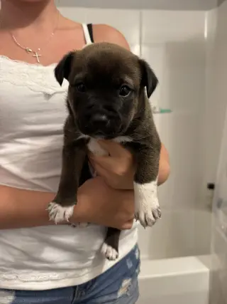 Snape (Harry Potter litter)