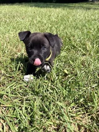 Harry (Harry Potter Litter)