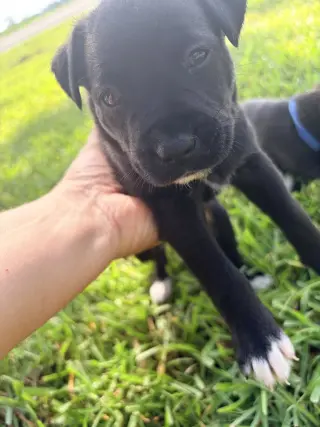 Harry (Harry Potter Litter)