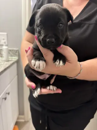 Harry (Harry Potter Litter)