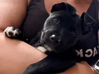 Harry (Harry Potter Litter)