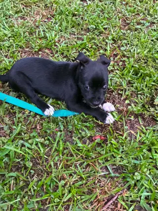 Ron (Harry Potter Litter)