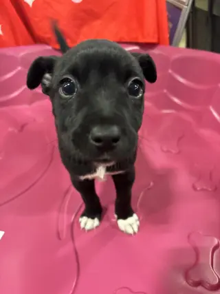 Ron (Harry Potter Litter)