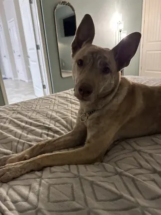 Chai