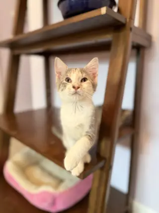 Delilah