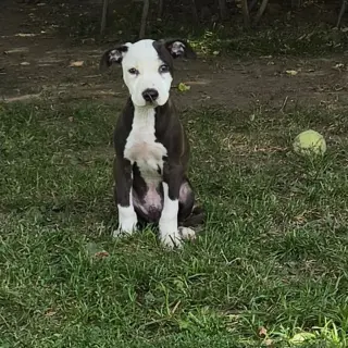 Puppy 7 (NY-Shari)