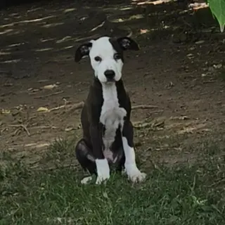 Puppy 7 (NY-Shari)
