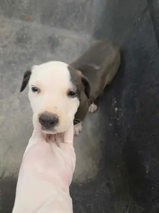 Puppy 7 (NY-Shari)
