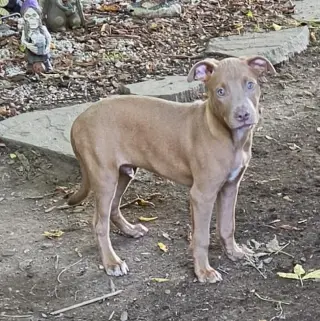 Puppy 5 (NY-Shari)