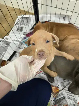 Puppy 5 (NY-Shari)