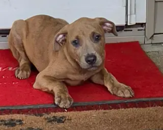 Puppy 3 (NY-Shari)