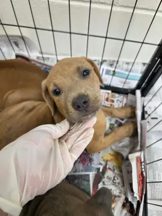 Puppy 3 (NY-Shari)