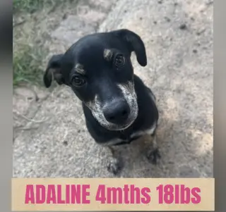 ADALINE