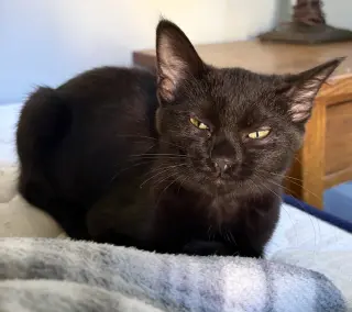 Boo