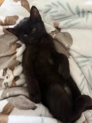 Boo