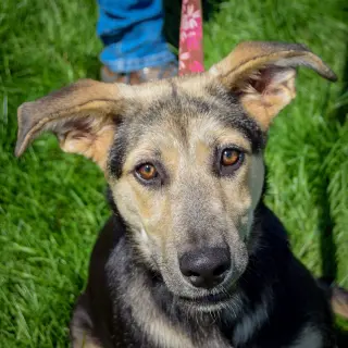Kira