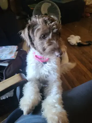 Cannoli