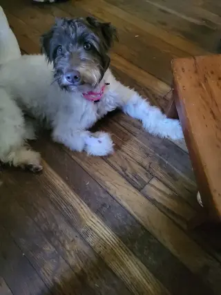 Cannoli