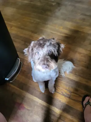 Cannoli