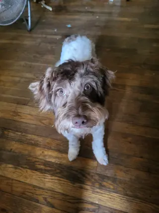 Cannoli