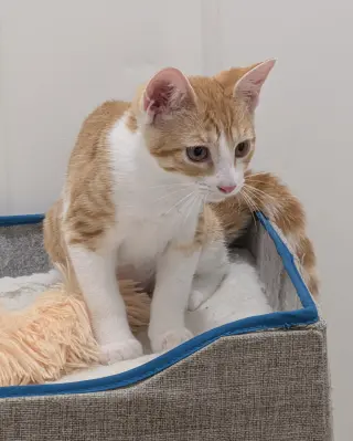 Millie (bonded with Maggie)
