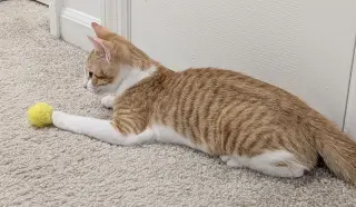 Millie (bonded with Maggie)