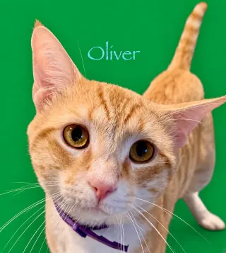 Oliver