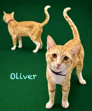 Oliver