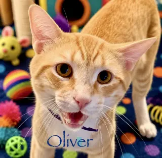 Oliver