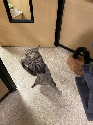 Mr. Cool